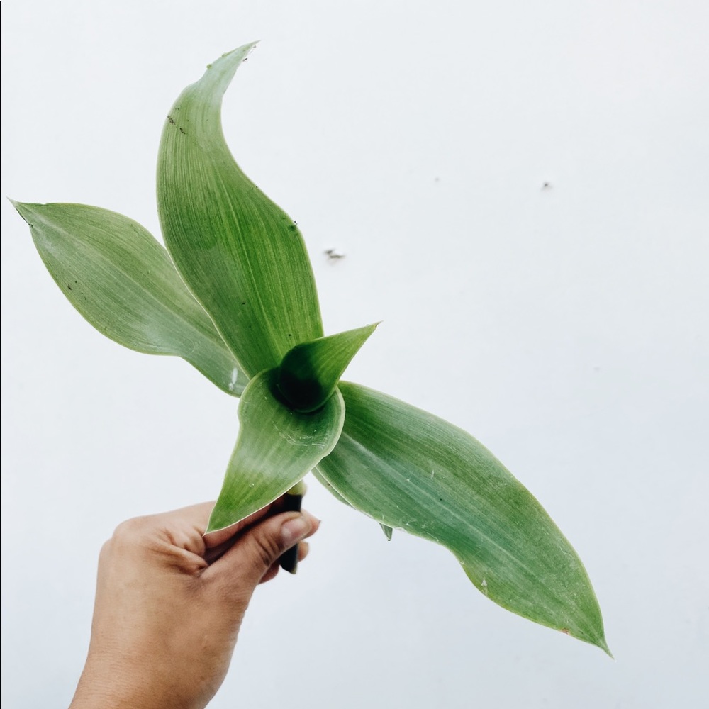 5 Basket Plant Cuttings